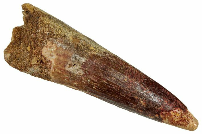Fossil Spinosaurus Tooth - Real Dinosaur Tooth #353057